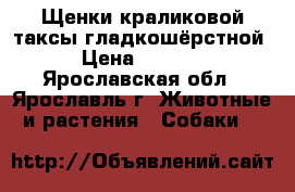 Щенки краликовой таксы гладкошёрстной › Цена ­ 5 000 - Ярославская обл., Ярославль г. Животные и растения » Собаки   